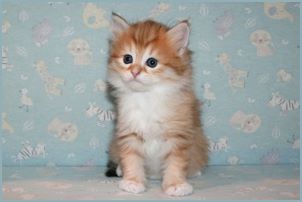 Female Siberian Kitten from Deedlebug Siberians